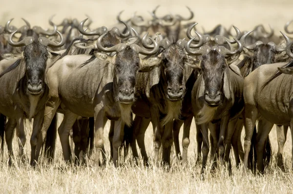 Wildebeest Masai mara Kenya — Stock Photo, Image