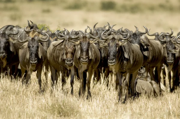 GNÚ Masai mara Kenya — Stock Fotó