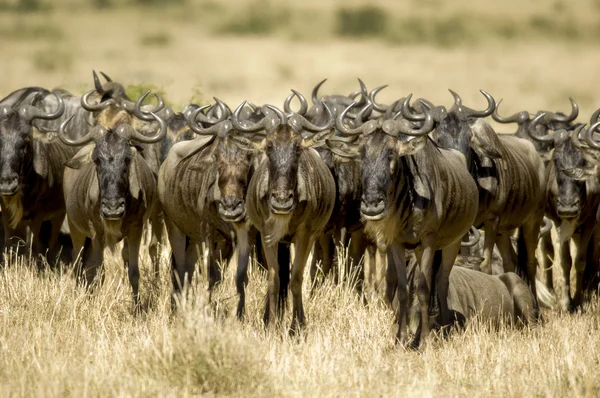 Masai mara de ñus Kenia —  Fotos de Stock