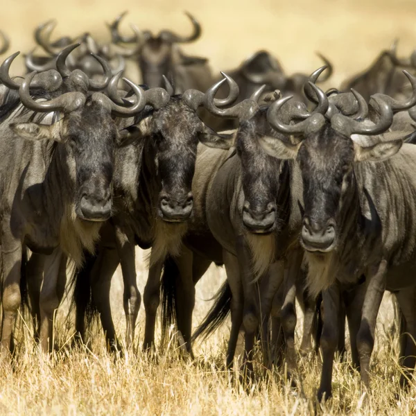 Masai mara de ñus Kenia — Foto de Stock