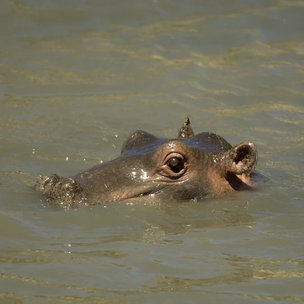 Hipopótamo - Masai mara Kenia —  Fotos de Stock
