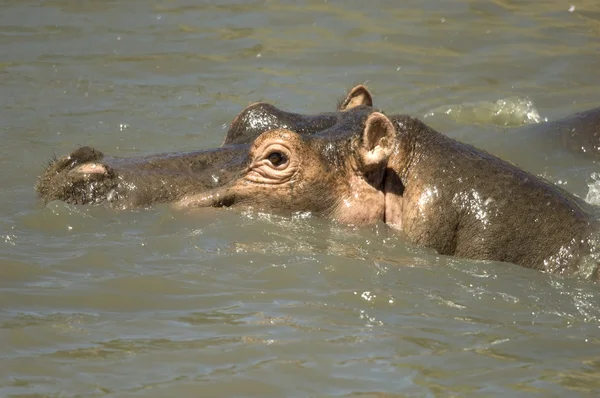 Hippopótamo - Masai mara Quénia — Fotografia de Stock