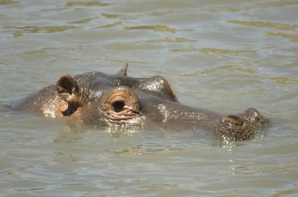 Hippopótamo - Masai mara Quénia — Fotografia de Stock