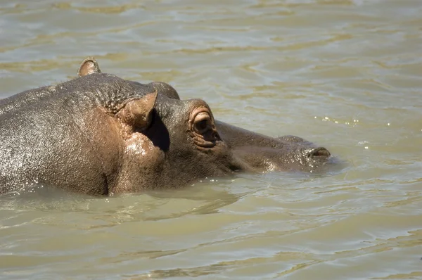 Hippopotamus - Масаи мара Кения — стоковое фото