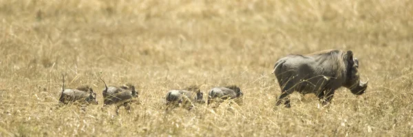Warthog la Masai mara Kenya — Fotografie, imagine de stoc