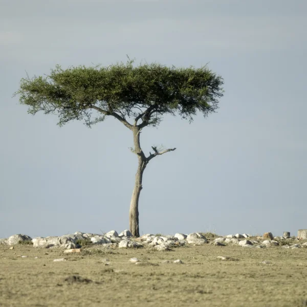 Afrika peyzaj — Stok fotoğraf