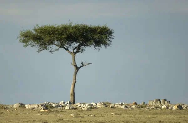 Африканский пейзаж — стоковое фото