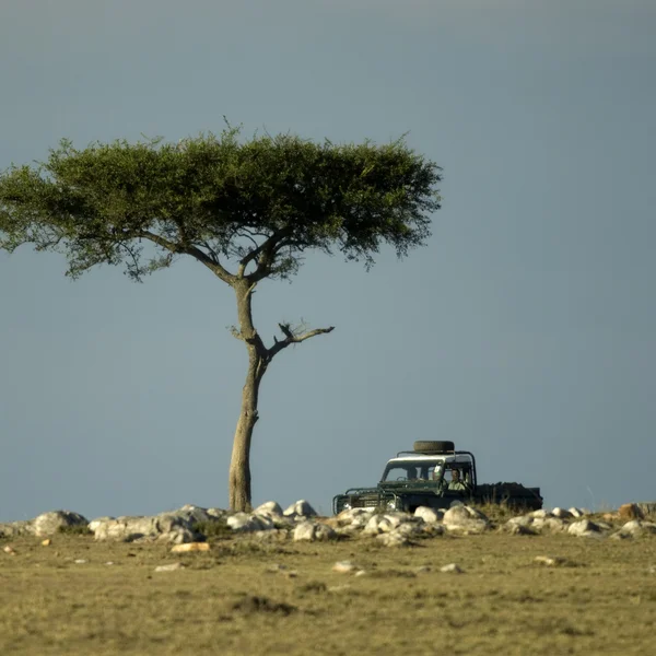 Masai mara, Keňa — Stock fotografie