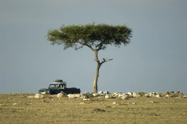Masai mara w Kenii — Zdjęcie stockowe