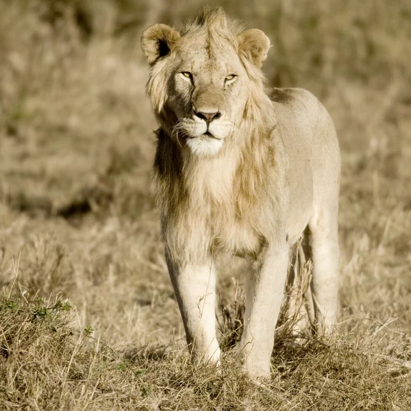 Löwe — Stockfoto