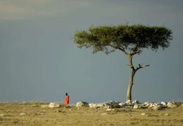 Masai mara Kenya — Stok fotoğraf