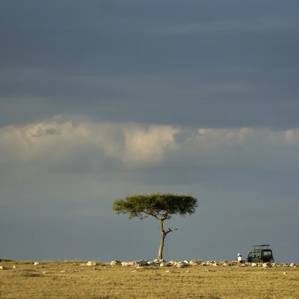 Masai mara, Keňa — Stock fotografie