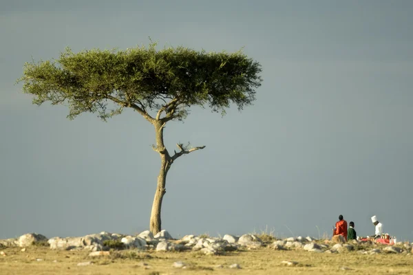 Masai mara Kenya — Foto Stock
