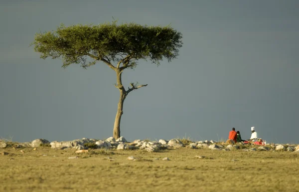 Масаї Мара в Кенії — стокове фото