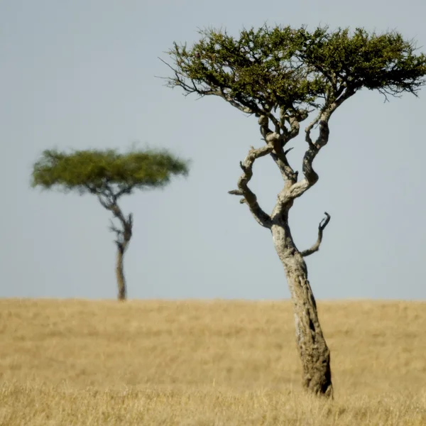 Masai mara — Foto Stock