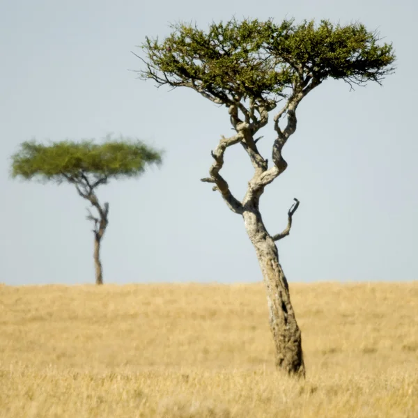 Masaai mara — Stockfoto