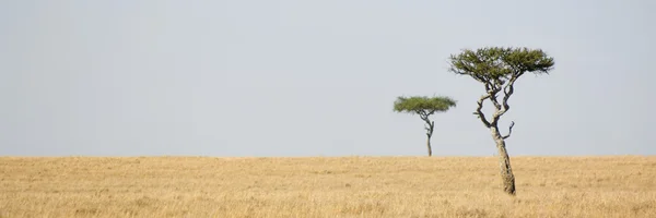 Masaai mara — Stockfoto