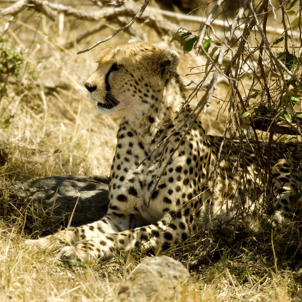 Geparden masai mara kenya — Stockfoto