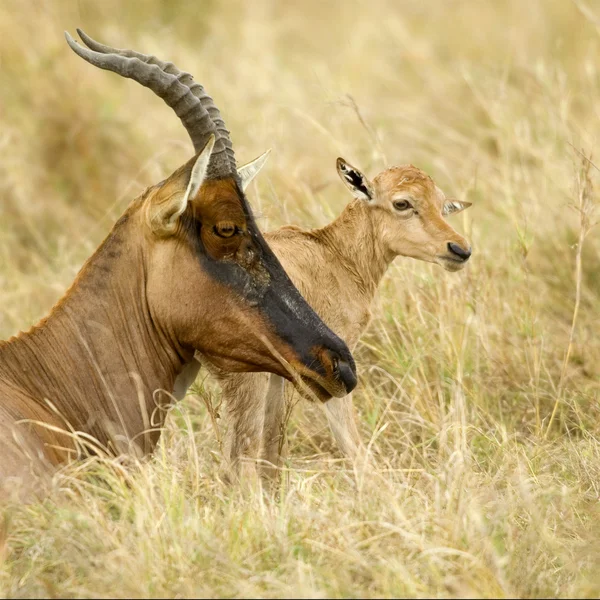 Jonge topi masai mara Kenia — Stockfoto