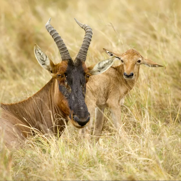 Young Topi Masai mara Kenya — Stock Photo, Image