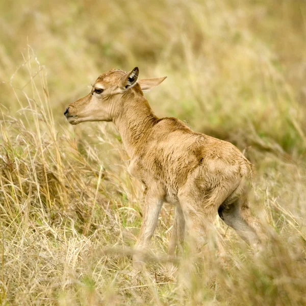 Młody topi masai mara Kenii — Zdjęcie stockowe