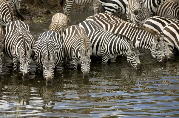 Rebanho de zebra em Masai mara Quênia — Fotografia de Stock