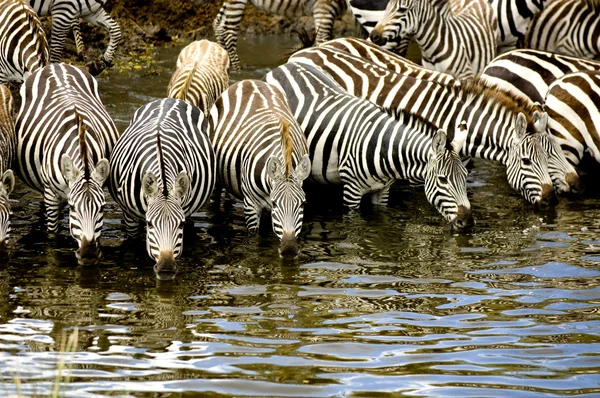 Kudde van zebra in masai mara, Kenia — Stockfoto