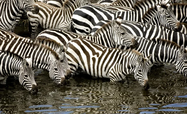 Zebraherde bei masai mara kenya — Stockfoto