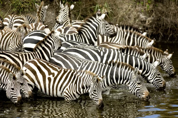 Stádo zeber na masai mara, Keňa — Stock fotografie