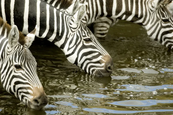 Herd of zebra at Masai mara Kenya — Stock Photo, Image