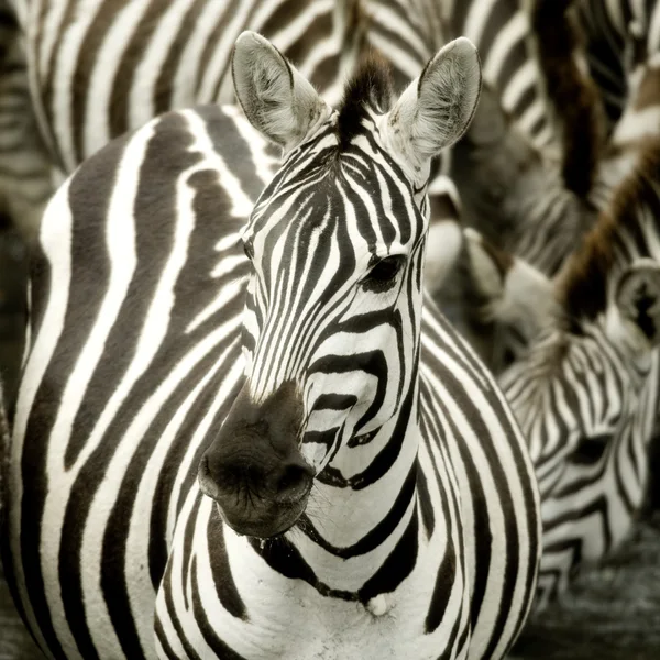 Stado zebry w masai mara w Kenii — Zdjęcie stockowe