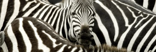 Kudde van zebra in masai mara, Kenia — Stockfoto