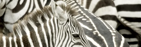 Zebraherde bei masai mara kenya — Stockfoto