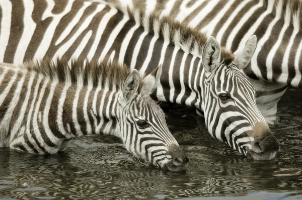 Стадо зебр в Масаи Мара Кения — стоковое фото
