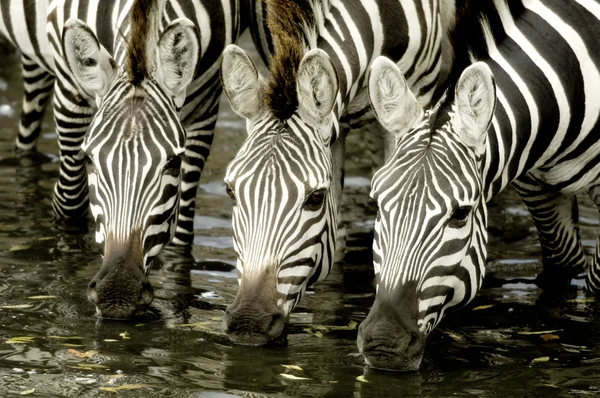 Стадо зебр в Масаи Мара Кения — стоковое фото