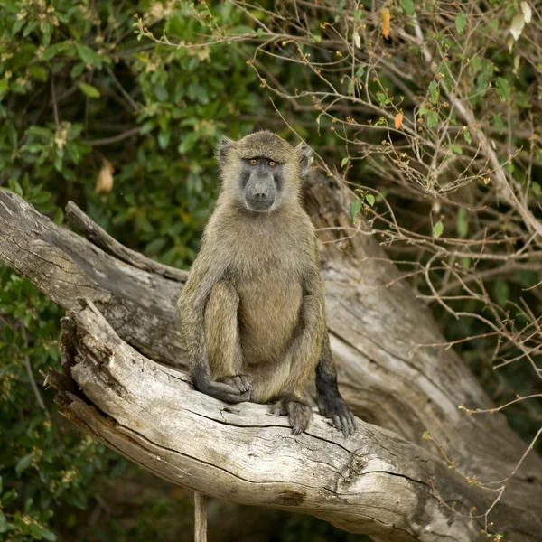 ヒヒ マサイマラ国立保護区ケニア — ストック写真