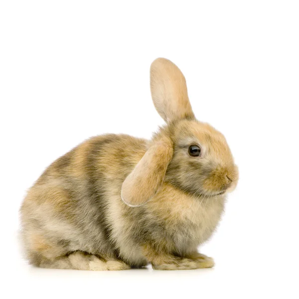 Rabbit Stock Image