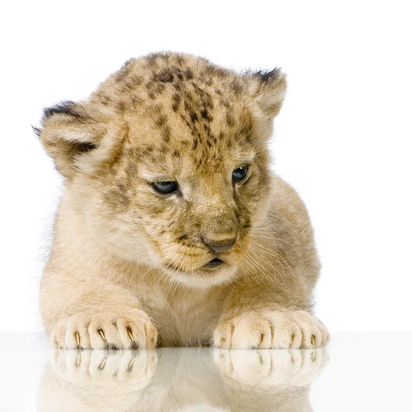 Lion Cub lying down Royalty Free Stock Images