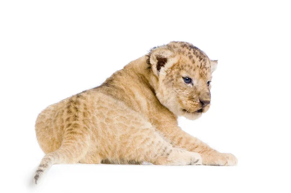 Lion Cub lying down Stock Photo