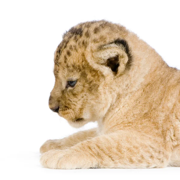 Lion Cub's c Stock Image