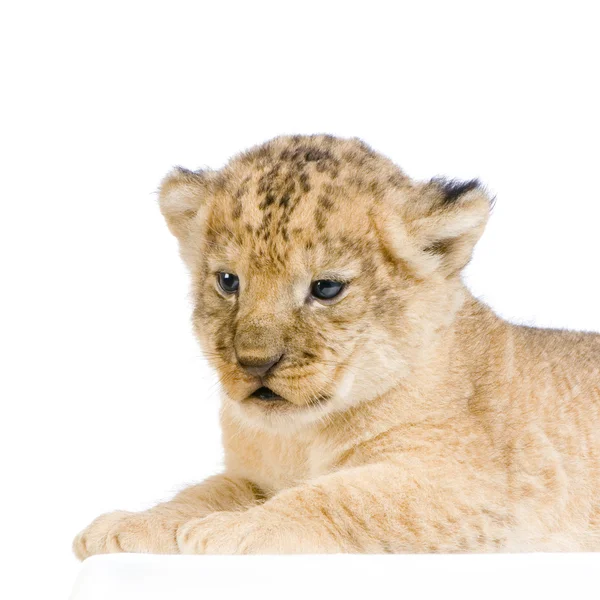 Lion Cub lying down Stock Image