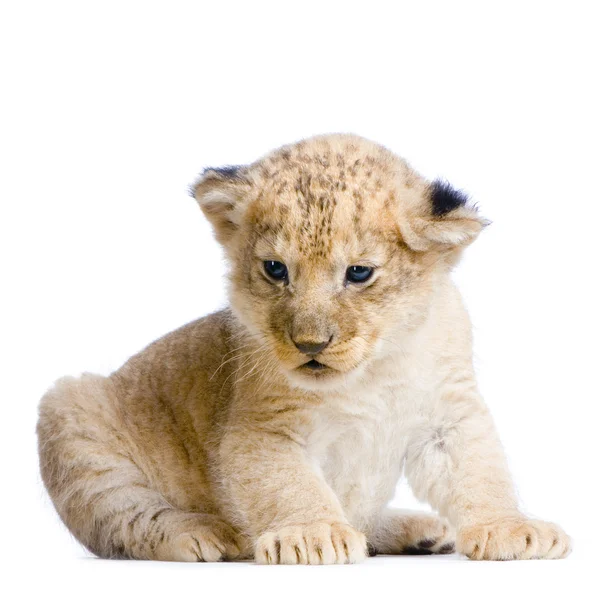 Lion Cub lying down Stock Image