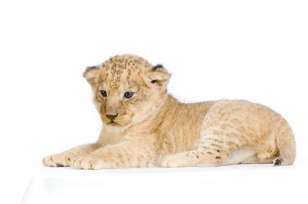 Lion Cub lying down Stock Picture