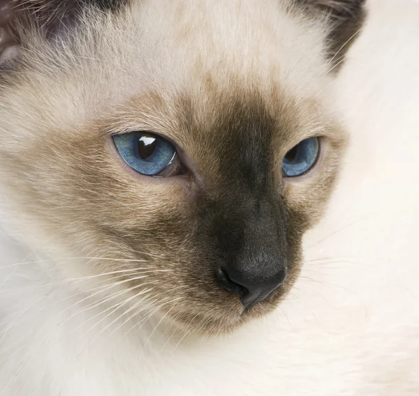Young Siamese Stock Photo