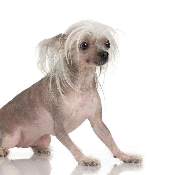 Chinese Crested Dog - Hairless Stock Picture