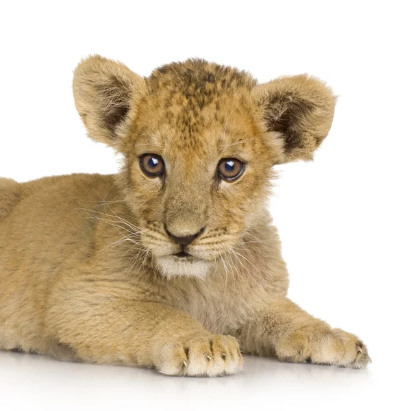 Lion Cub (3 months) Stock Picture