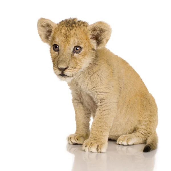 Lion Cub (3 months) Royalty Free Stock Photos