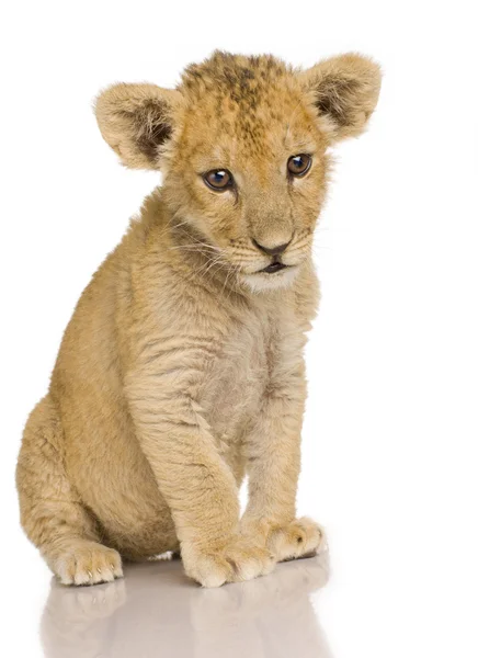 Lion Cub (3 months) Stock Photo
