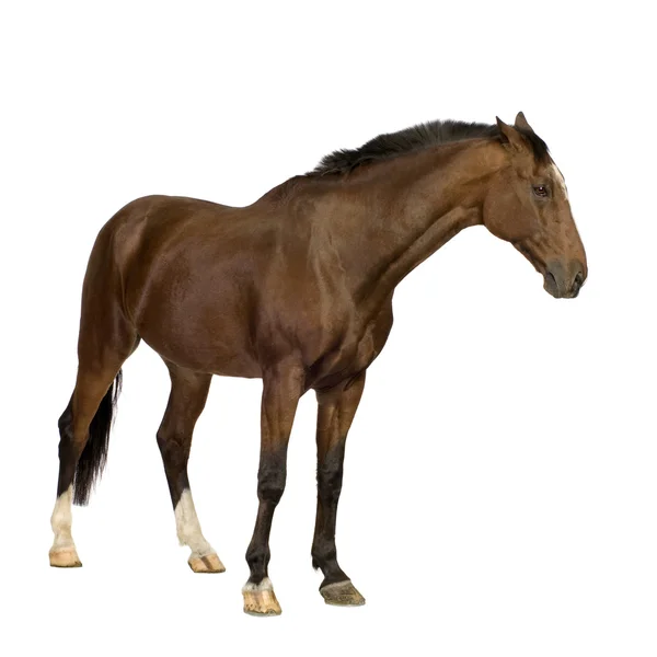 Лошадь Стоковая Картинка