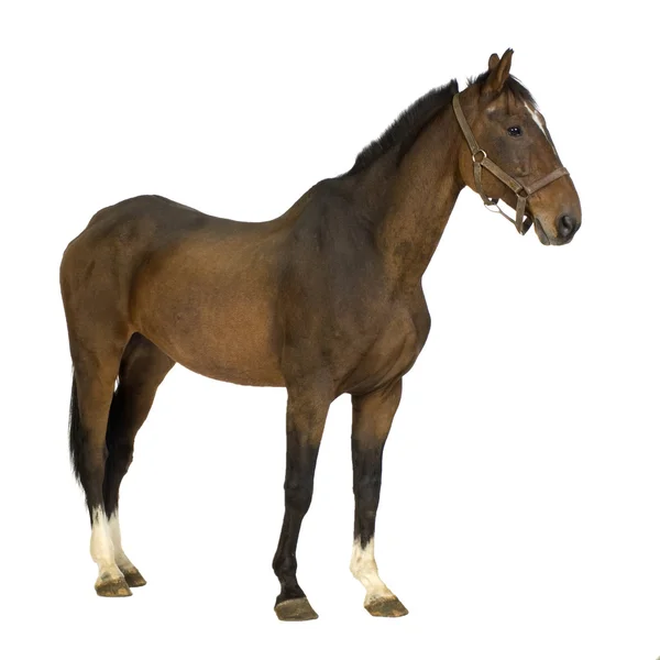 Horse Royalty Free Stock Photos